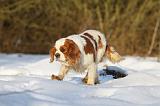 CAVALIER KING CHARLES 448